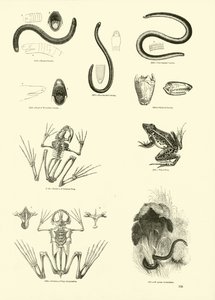 Side fra The Pictorial Museum of Animated Nature