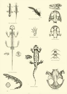 Side fra The Pictorial Museum of Animated Nature af English School