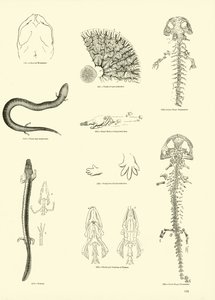 Side fra The Pictorial Museum of Animated Nature