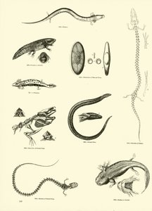 Side fra The Pictorial Museum of Animated Nature af English School