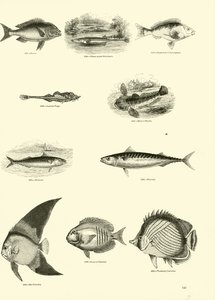 Side fra The Pictorial Museum of Animated Nature af English School