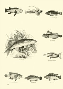 Side fra The Pictorial Museum of Animated Nature af English School