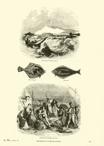 Side fra The Pictorial Museum of Animated Nature af English School