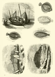 Side fra The Pictorial Museum of Animated Nature af English School