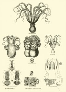 Side fra The Pictorial Museum of Animated Nature af English School