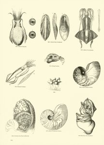 Side fra The Pictorial Museum of Animated Nature af English School