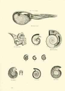 Side fra The Pictorial Museum of Animated Nature af English School