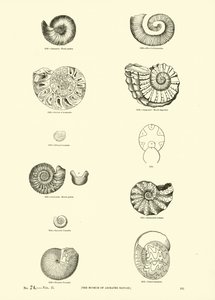 Side fra The Pictorial Museum of Animated Nature af English School