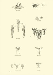 Side fra The Pictorial Museum of Animated Nature af English School