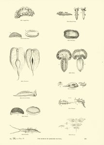Side fra The Pictorial Museum of Animated Nature af English School