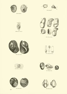 Side fra The Pictorial Museum of Animated Nature af English School