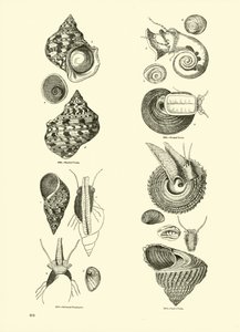 Side fra The Pictorial Museum of Animated Nature af English School