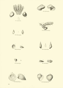 Side fra The Pictorial Museum of Animated Nature af English School