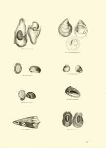 Side fra The Pictorial Museum of Animated Nature