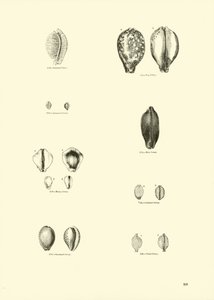 Side fra The Pictorial Museum of Animated Nature af English School