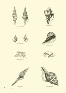 Side fra The Pictorial Museum of Animated Nature af English School