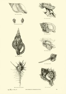 Side fra The Pictorial Museum of Animated Nature