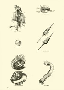 Side fra The Pictorial Museum of Animated Nature