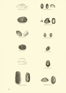 Side fra The Pictorial Museum of Animated Nature af English School