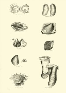 Side fra The Pictorial Museum of Animated Nature af English School