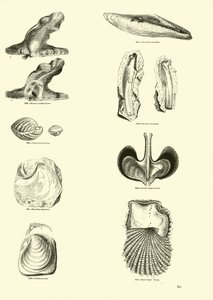 Side fra The Pictorial Museum of Animated Nature af English School
