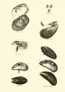 Side fra The Pictorial Museum of Animated Nature af English School