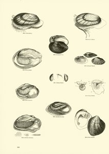 Side fra The Pictorial Museum of Animated Nature af English School