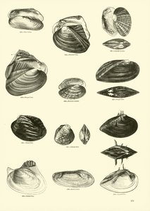 Side fra The Pictorial Museum of Animated Nature af English School
