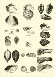Side fra The Pictorial Museum of Animated Nature af English School