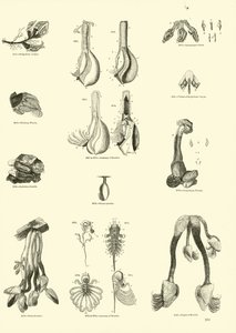 Side fra The Pictorial Museum of Animated Nature af English School