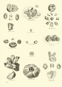 Side fra The Pictorial Museum of Animated Nature af English School