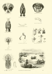 Side fra The Pictorial Museum of Animated Nature