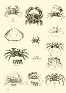 Side fra The Pictorial Museum of Animated Nature af English School