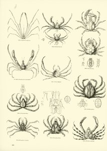 Side fra The Pictorial Museum of Animated Nature af English School