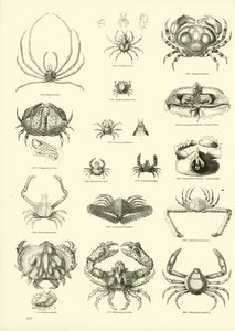 Side fra The Pictorial Museum of Animated Nature