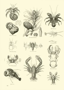 Side fra The Pictorial Museum of Animated Nature af English School