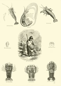 Side fra The Pictorial Museum of Animated Nature af English School