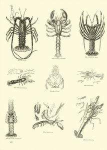 Side fra The Pictorial Museum of Animated Nature af English School