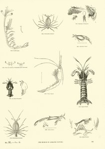 Side fra The Pictorial Museum of Animated Nature