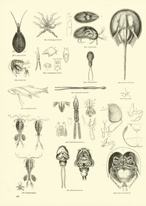 Side fra The Pictorial Museum of Animated Nature
