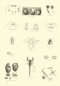 Side fra The Pictorial Museum of Animated Nature af English School