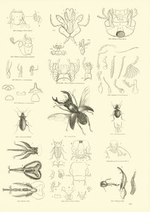 Side fra The Pictorial Museum of Animated Nature af English School