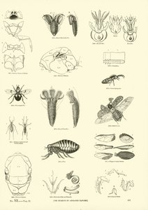 Side fra The Pictorial Museum of Animated Nature