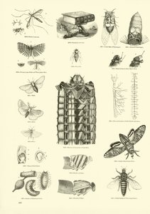Side fra The Pictorial Museum of Animated Nature