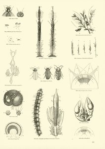 Side fra The Pictorial Museum of Animated Nature af English School