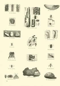 Side fra The Pictorial Museum of Animated Nature af English School