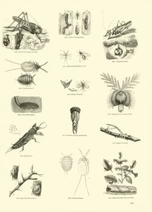 Side fra The Pictorial Museum of Animated Nature af English School