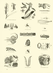 Side fra The Pictorial Museum of Animated Nature af English School