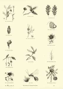Side fra The Pictorial Museum of Animated Nature
