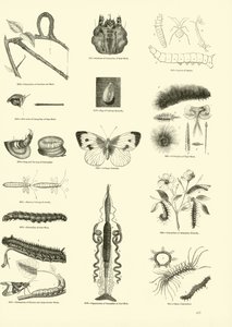 Side fra The Pictorial Museum of Animated Nature